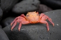 021 Sally lightfoot crab 06